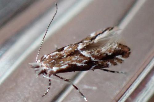 Réf. 330 557 : Phyllonorycter issikii